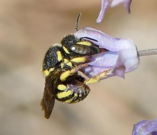 Anthidiellum sp.
